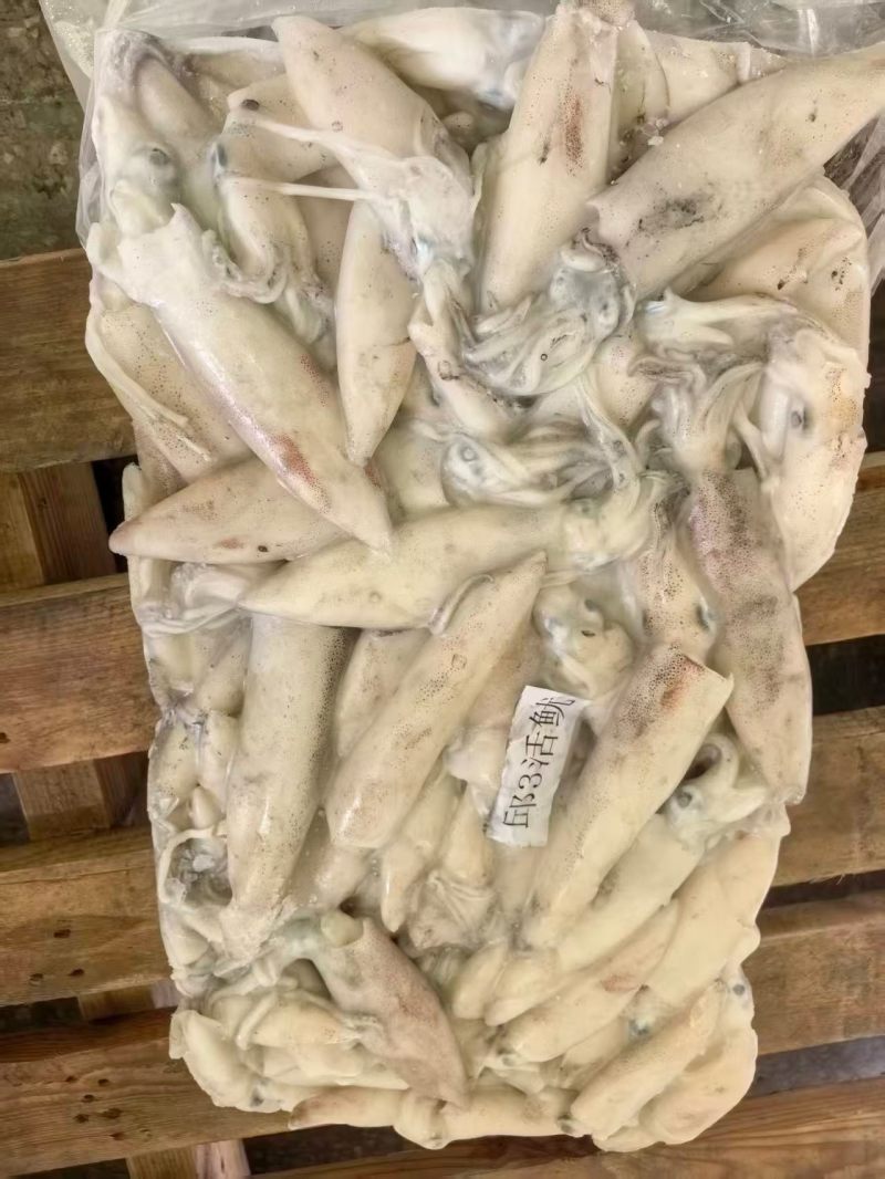 本港灯光活鱿鱼
