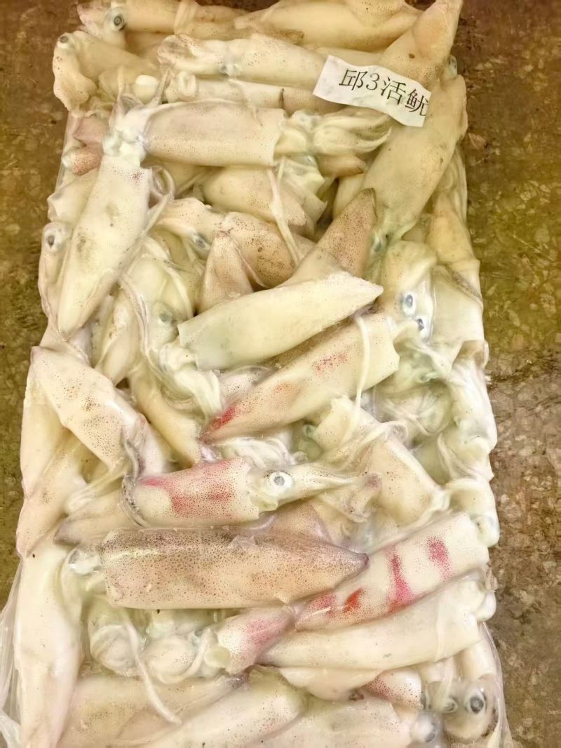 本港灯光活鱿鱼