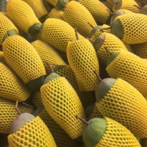 金煌芒果牙