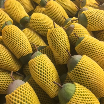 金煌芒果牙