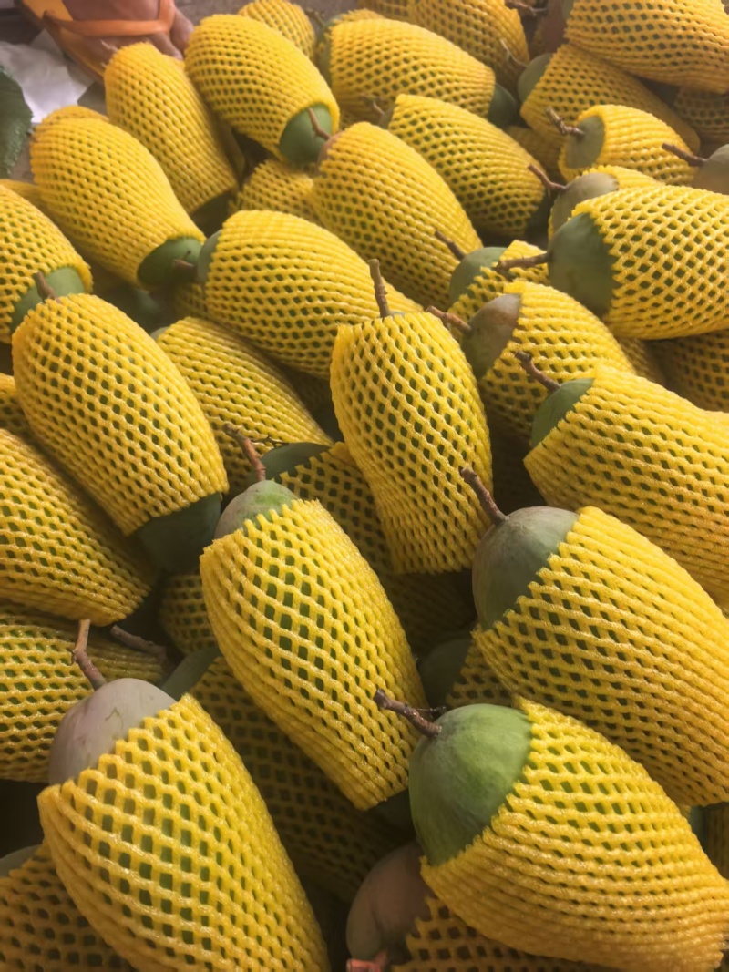 金煌芒果牙
