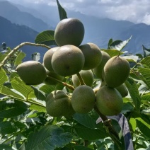 凉山青皮核桃，手工现摘，果肉饱满，香度高