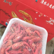 唐小海小龙虾一件20斤十盒装3/5钱4/6钱