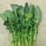板蓝根菜
