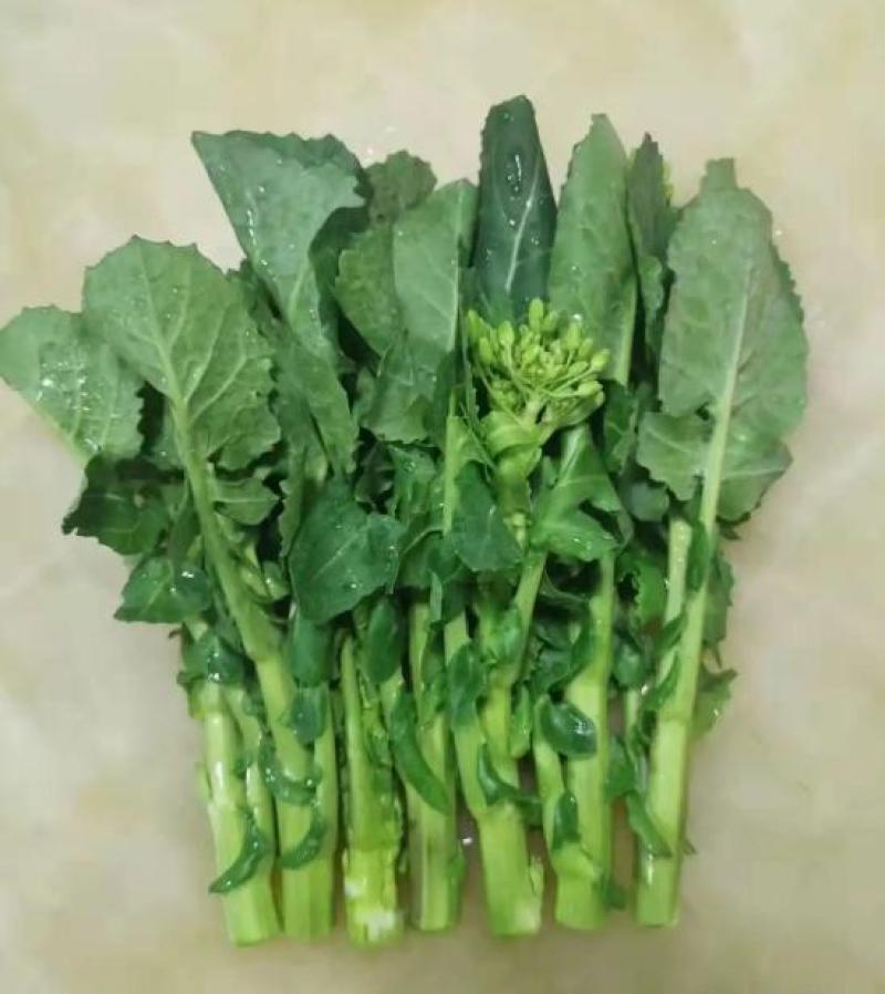 板蓝根菜
