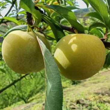 贵州蜂糖李