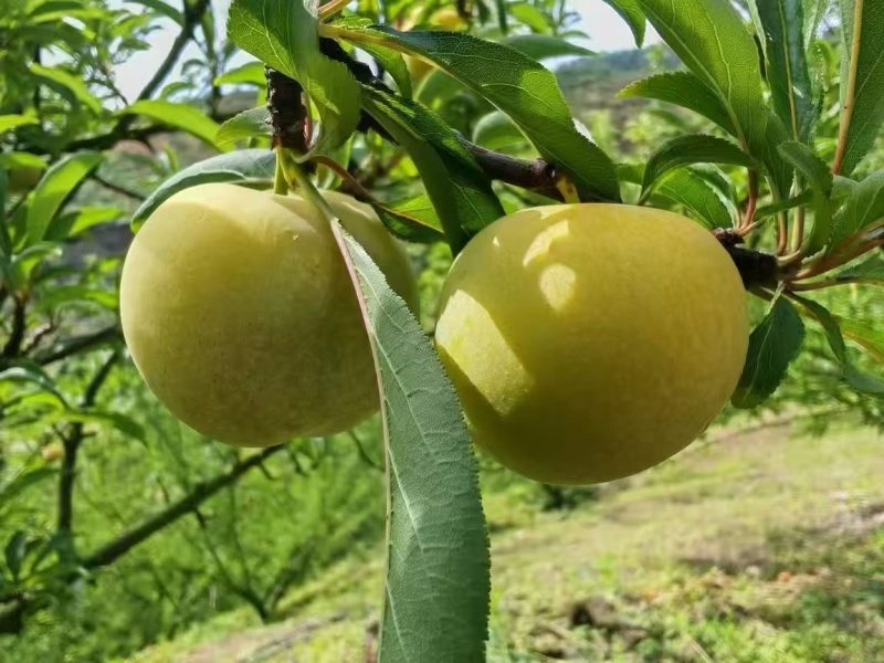 贵州蜂糖李
