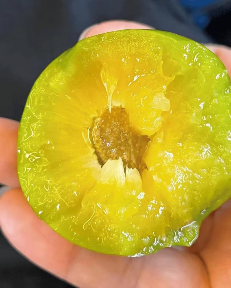 贵州蜂糖李