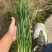 韭菜