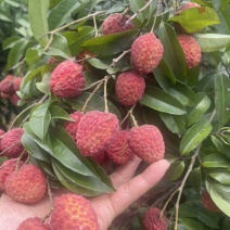 荔枝桂味