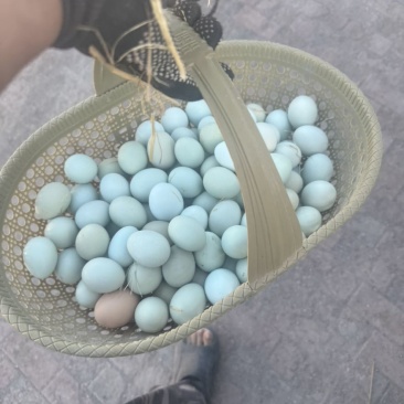 纯粮食柴鸡我土鸡蛋