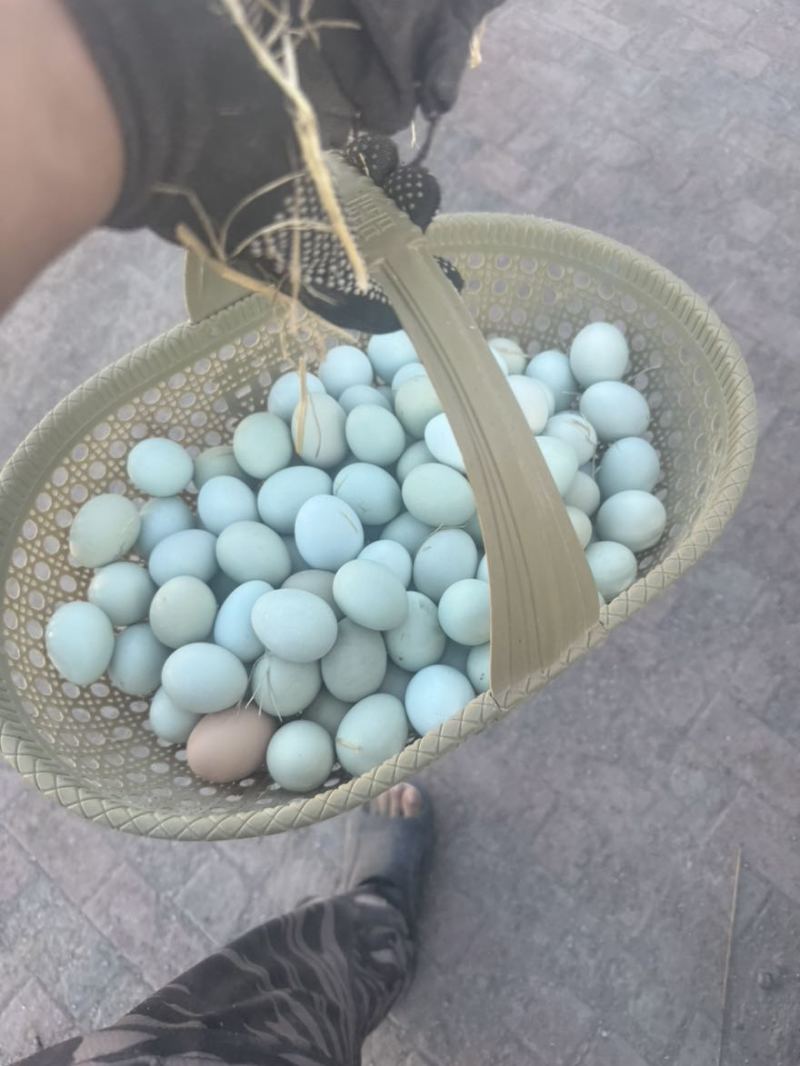 纯粮食柴鸡我土鸡蛋