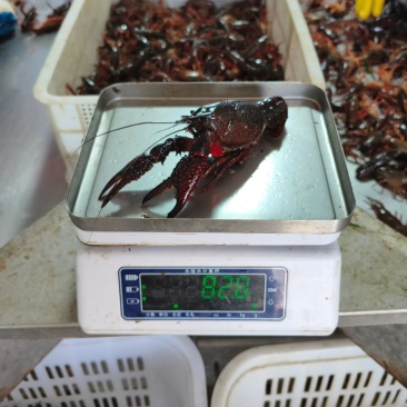 小龙虾