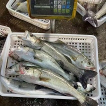 鲈鱼