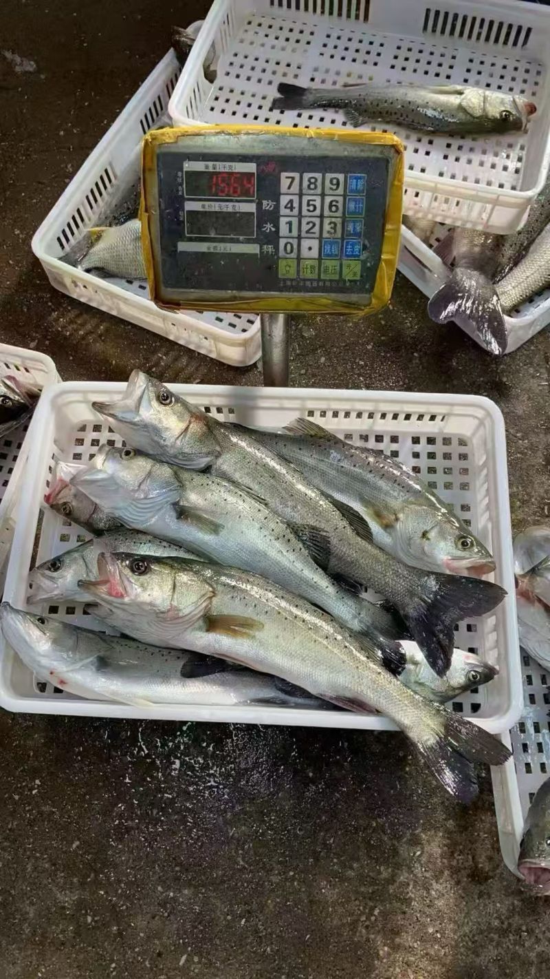 鲈鱼