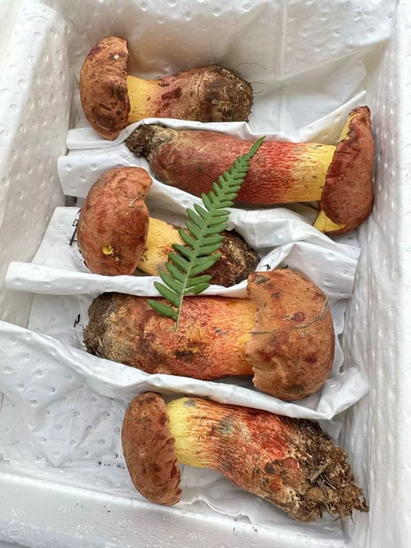 云南野生菌鲜货，冻货批发零售🤝