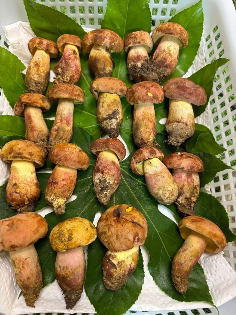 云南野生菌鲜货，冻货批发零售🤝