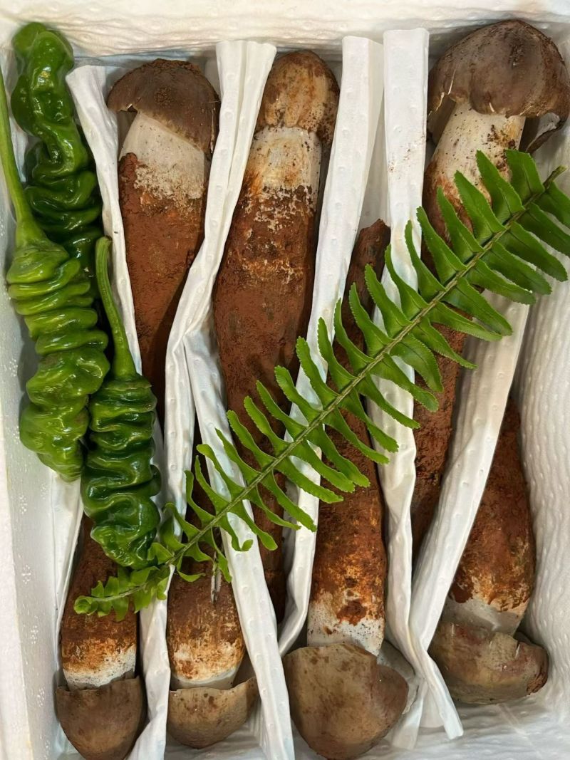 云南野生菌鲜货，冻货批发零售🤝