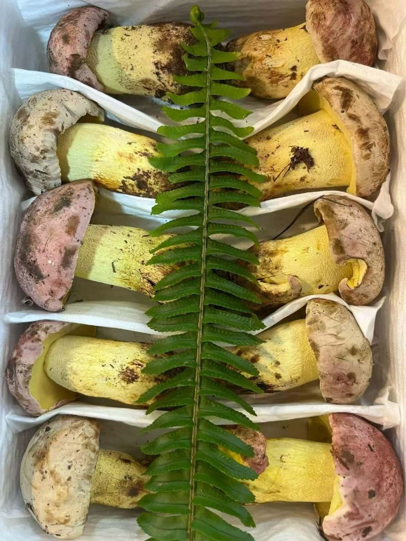 云南野生菌鲜货，冻货批发零售🤝