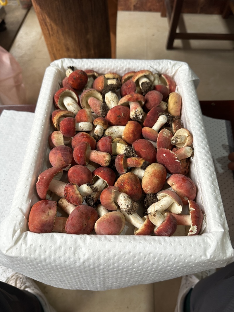云南野生菌鲜货，冻货批发零售🤝