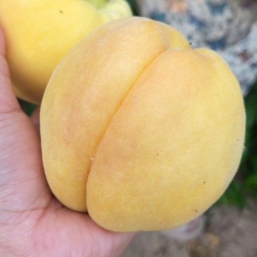 山东黄桃子