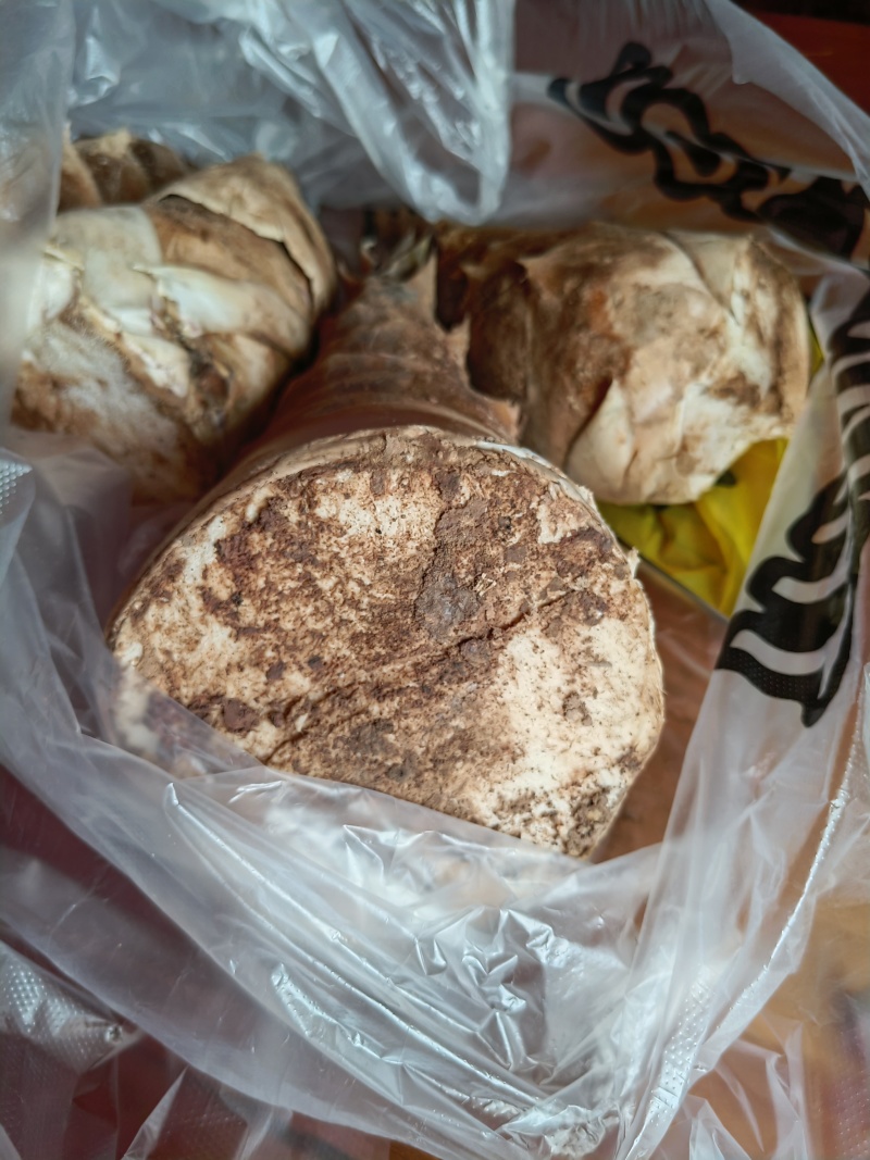 西双版纳优质产地供应甜笋，自有基地种植，大量上市，质优价廉。