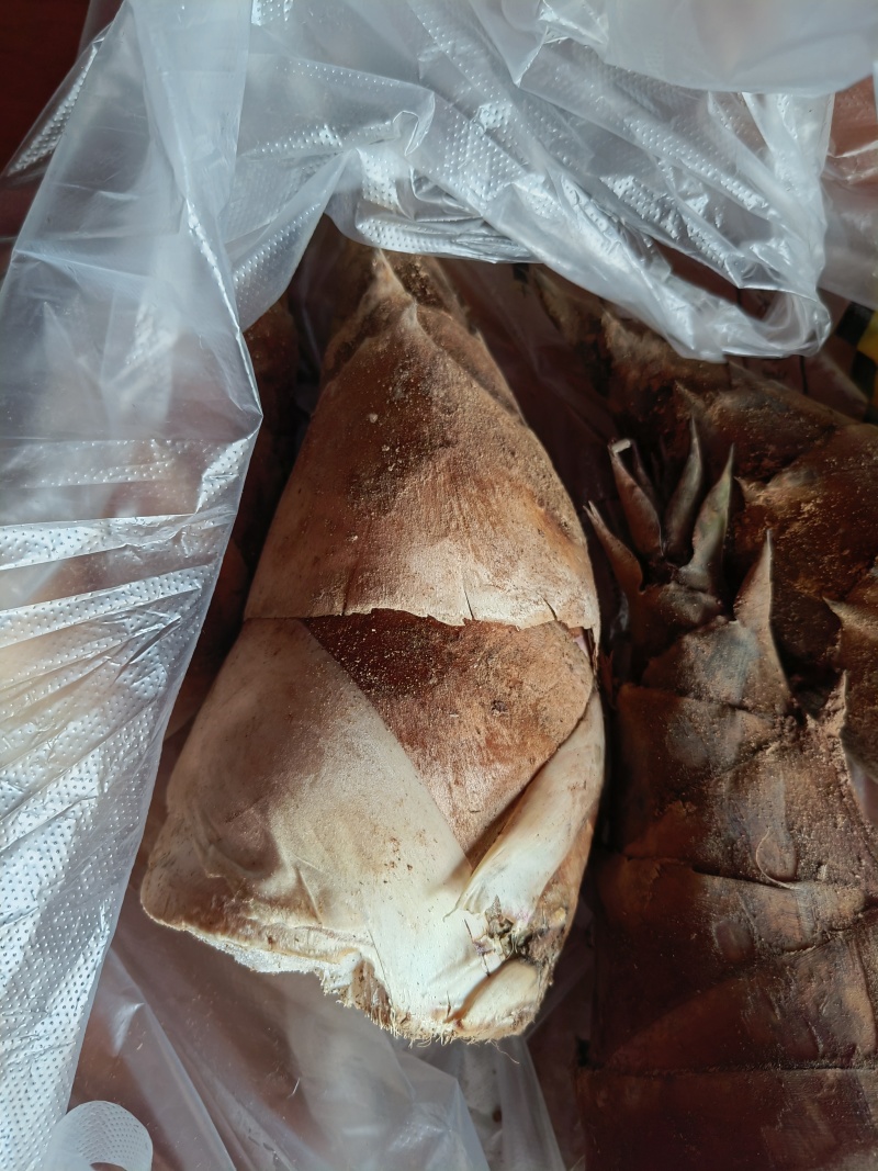 西双版纳优质产地供应甜笋，自有基地种植，大量上市，质优价廉。