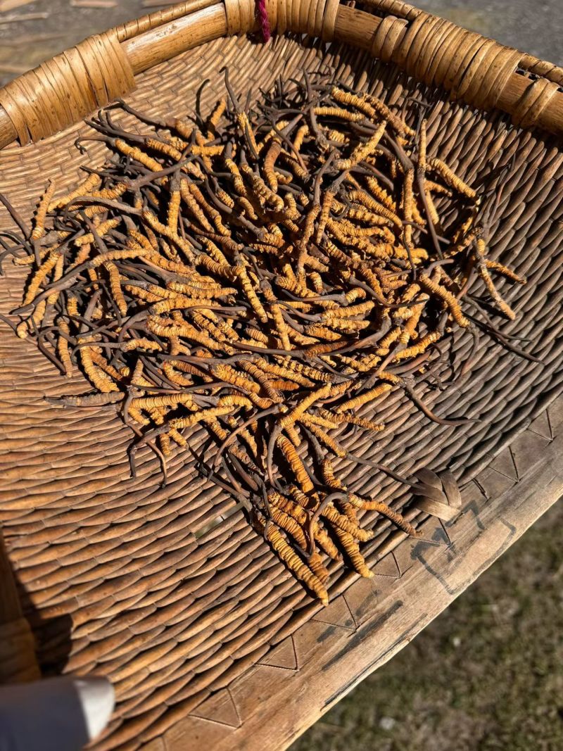 虫草精选正品保障现货秒发24小时在线服务快捷省心
