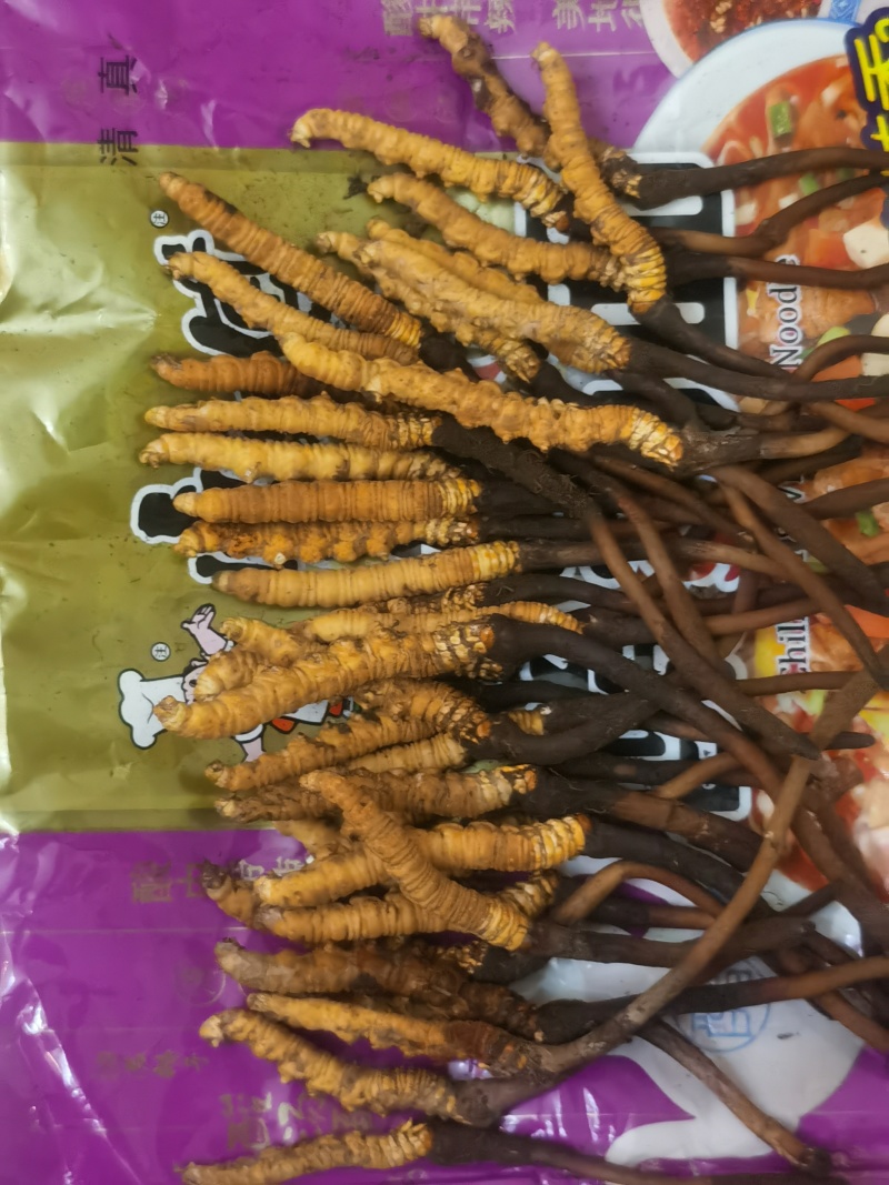 虫草精选正品保障现货秒发24小时在线服务快捷省心