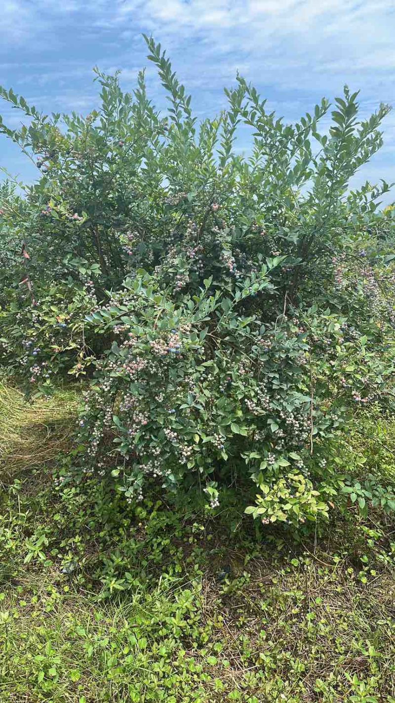 兔眼蓝莓