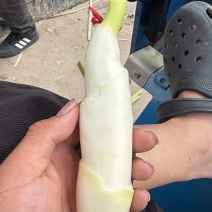 美人茭