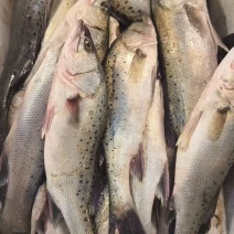 鲈鱼
