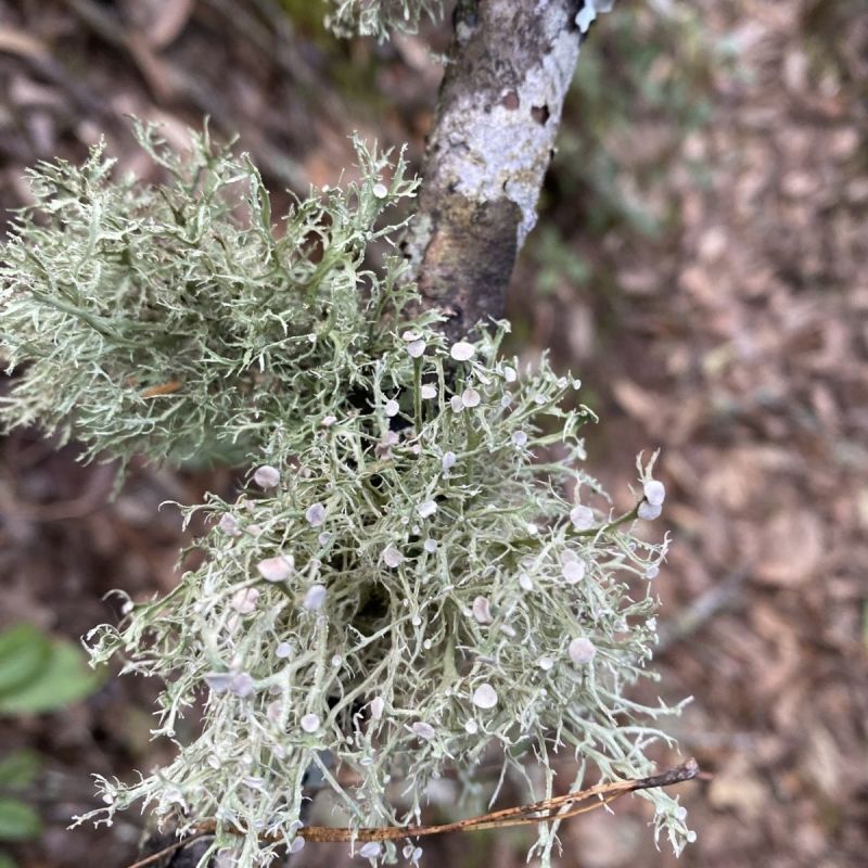 云南野生青树花灰树花树胡子批发