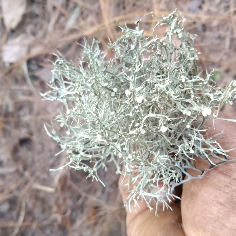 云南野生青树花灰树花树胡子批发