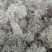 云南野生青树花灰树花树胡子批发