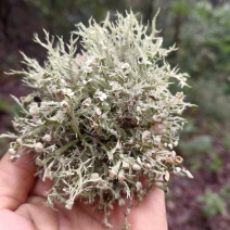 云南野生青树花灰树花树胡子批发