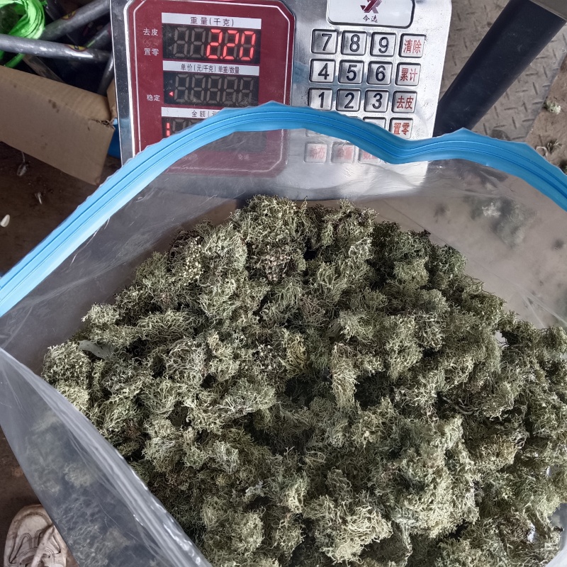 云南野生青树花灰树花树胡子批发