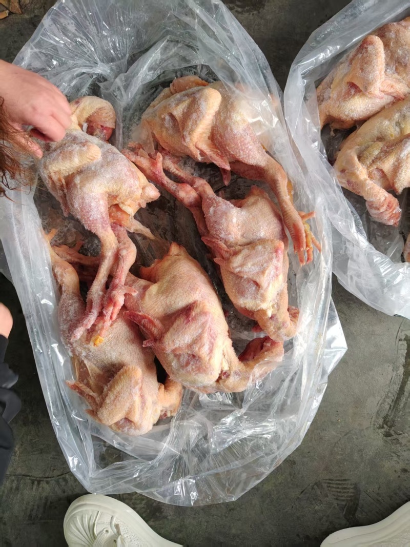 抛一批一级二级三黄鸡规格通出价格有优势
