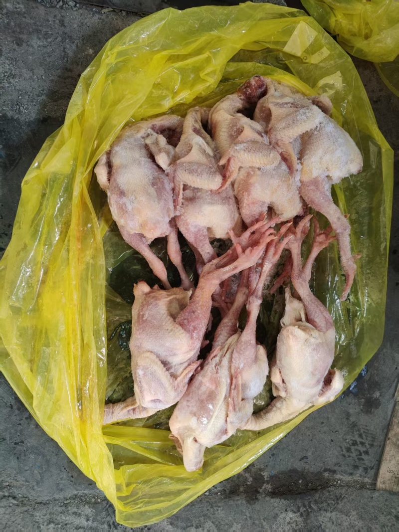抛一批一级二级三黄鸡规格通出价格有优势