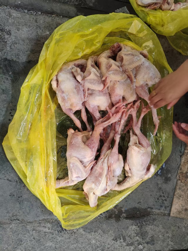 抛一批一级二级三黄鸡规格通出价格有优势