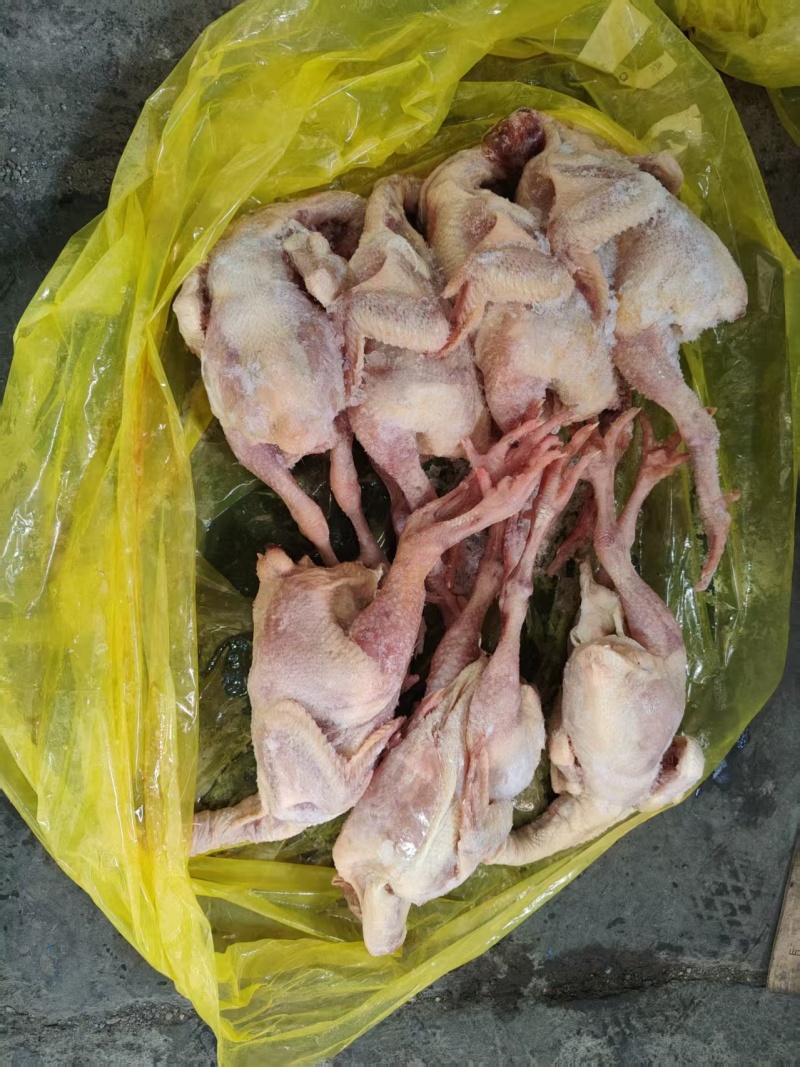 抛一批一级二级三黄鸡规格通出价格有优势