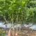重瓣香水茉莉花苗2年大苗原产地直发