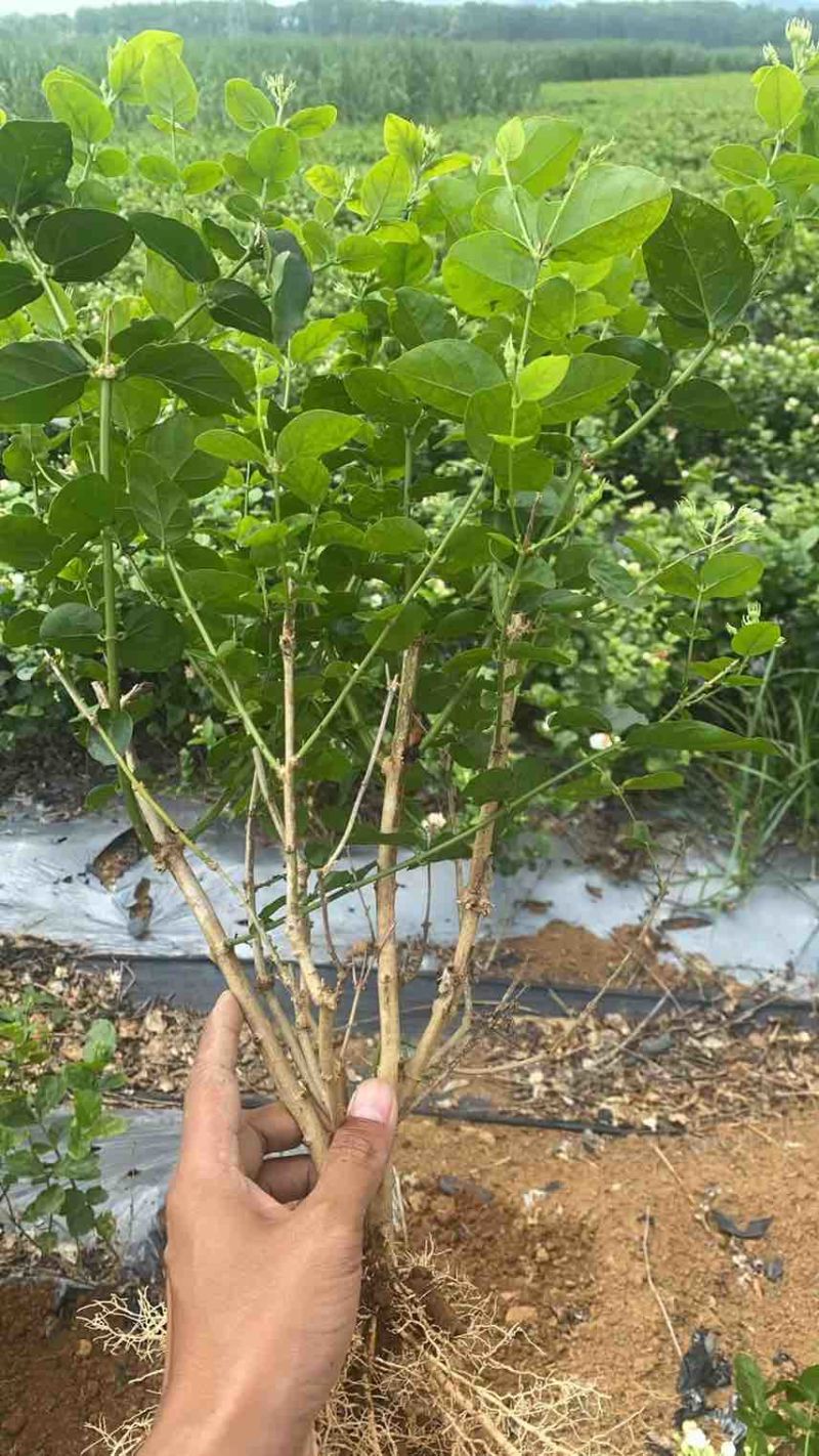 重瓣香水茉莉花苗2年大苗原产地直发