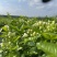 重瓣香水茉莉花苗2年大苗原产地直发