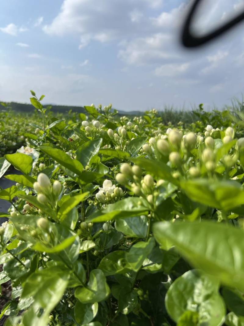 重瓣香水茉莉花苗2年大苗原产地直发