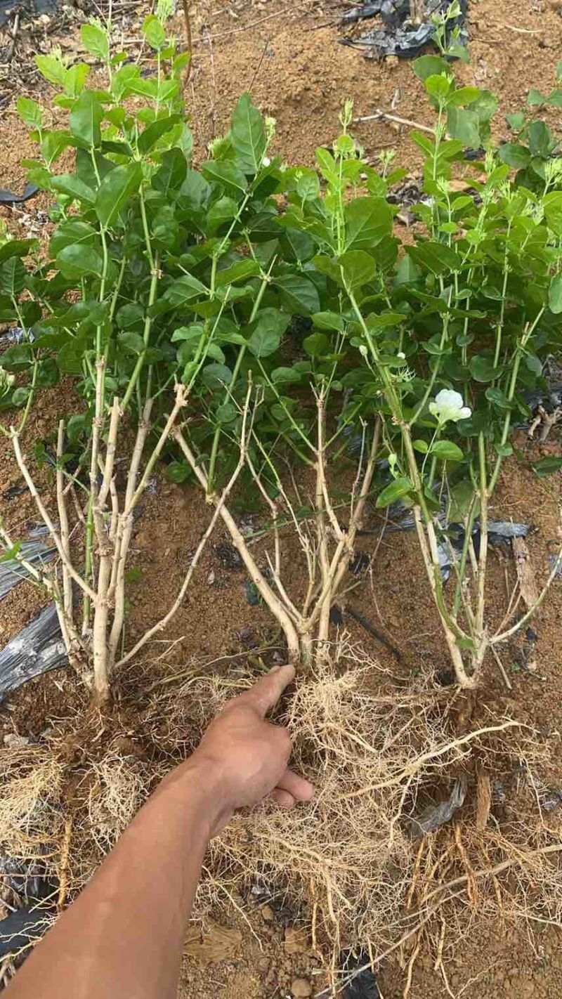 重瓣香水茉莉花苗2年大苗原产地直发