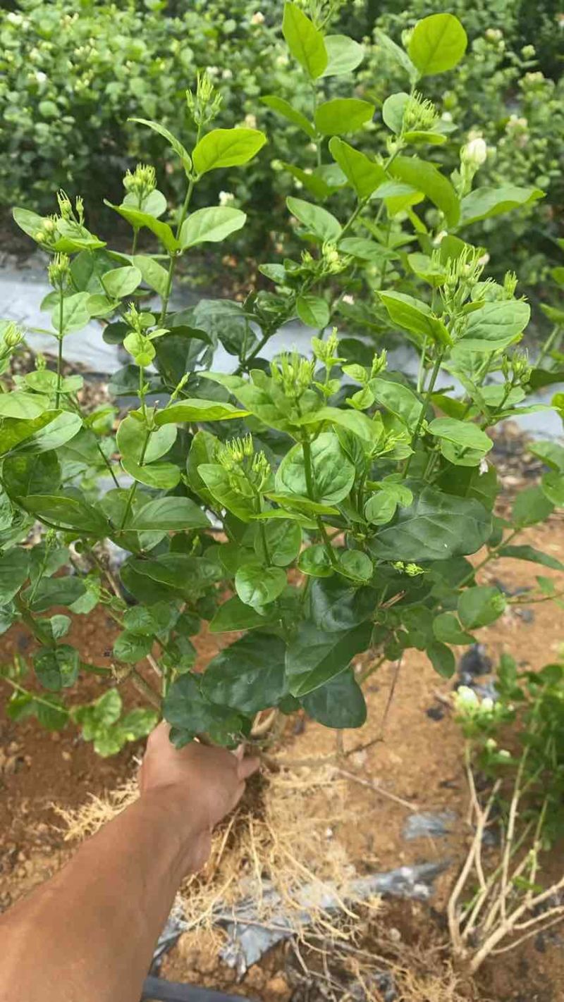 重瓣香水茉莉花苗2年大苗原产地直发