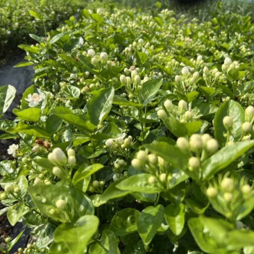 重瓣香水茉莉花苗2年大苗原产地直发