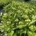 重瓣香水茉莉花苗2年大苗原产地直发