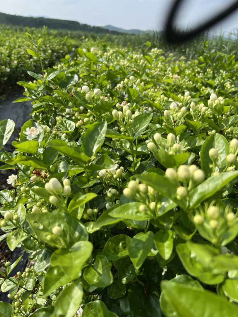 重瓣香水茉莉花苗2年大苗原产地直发